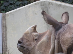 サイ