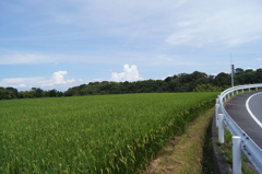 田園
