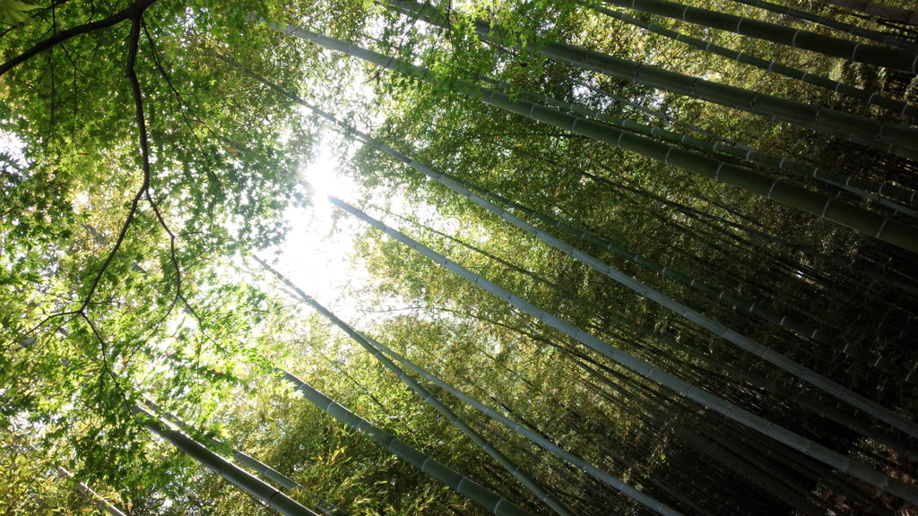 竹林