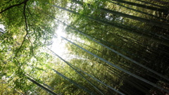 竹林
