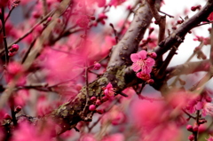 Pink flower