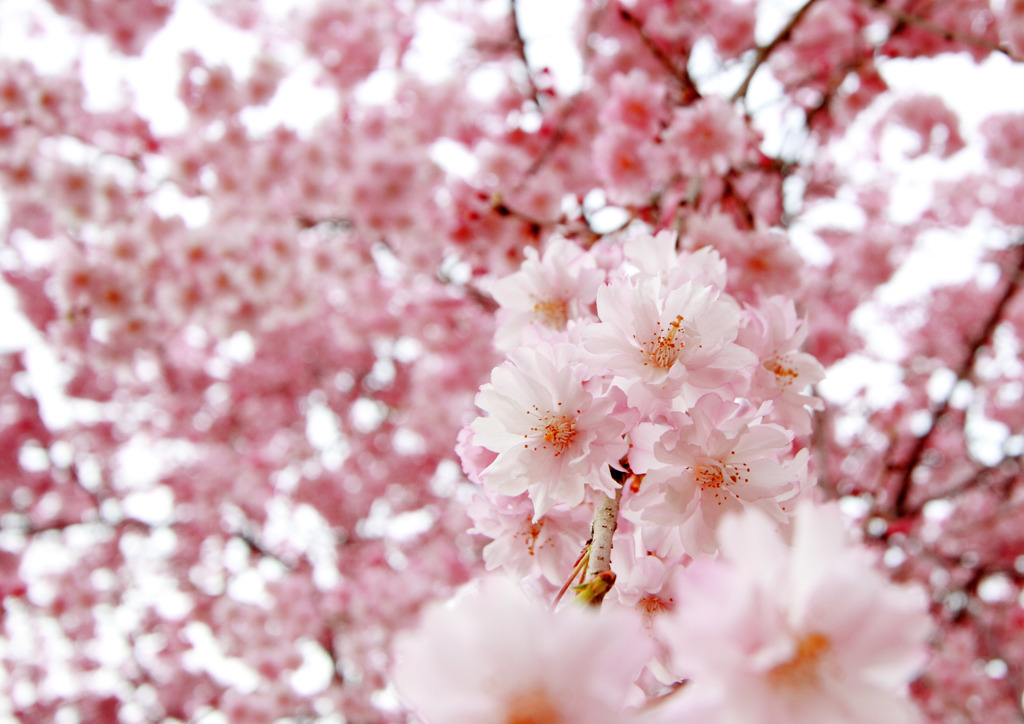 花筐桜 