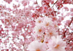 花筐桜 
