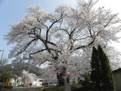 さくら