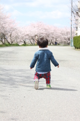 １歳の桜☆
