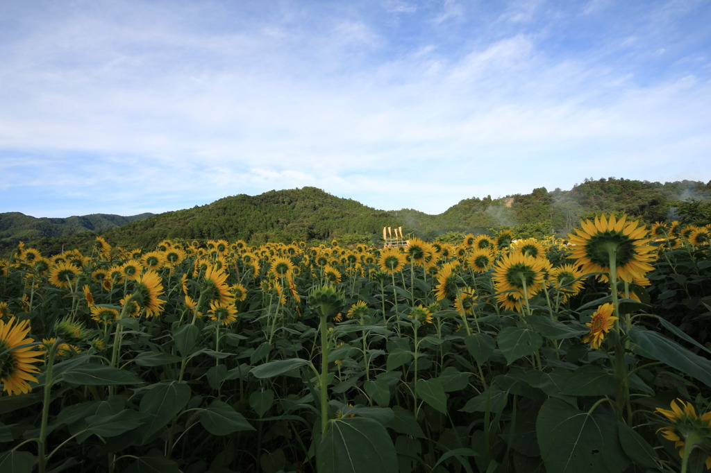 同じ方向性↑↑↑