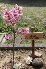 Reo  桜