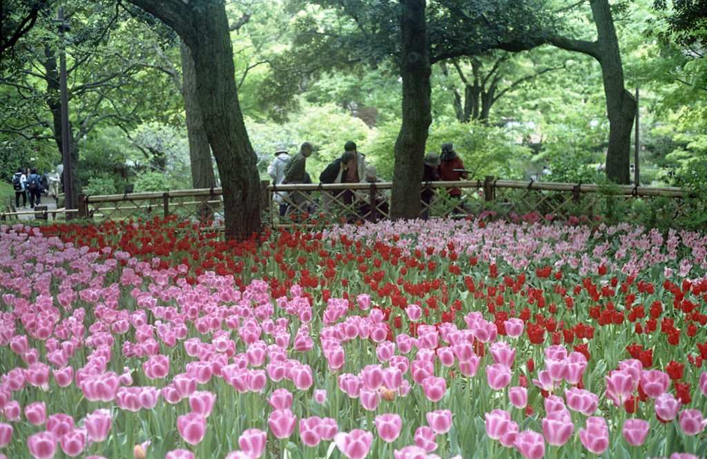 横浜公園