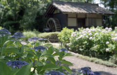 郷土の森