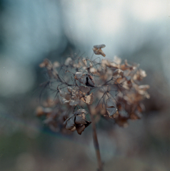 紫陽花