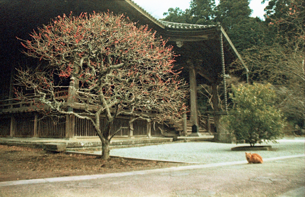 寺と猫と梅