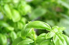 Basil