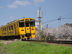 いぶまく線の春