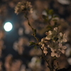 さくら月夜