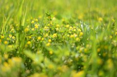 spring has come
