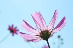 秋桜