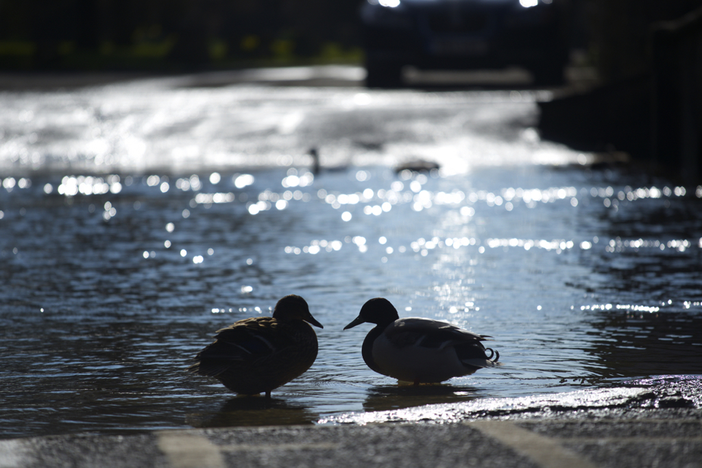 Ducks