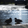 Ducks