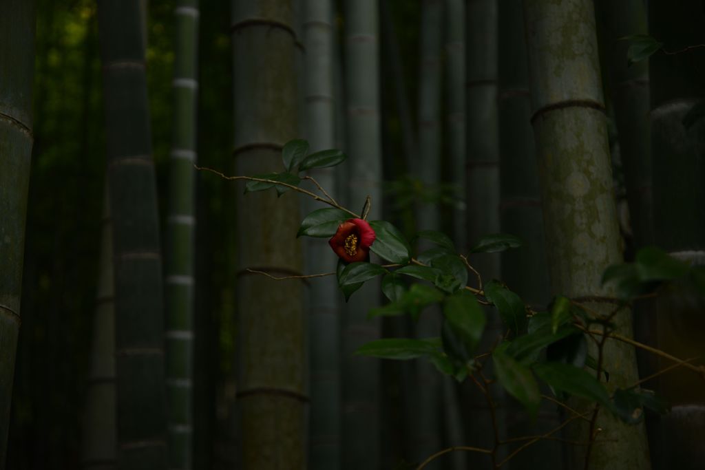 椿