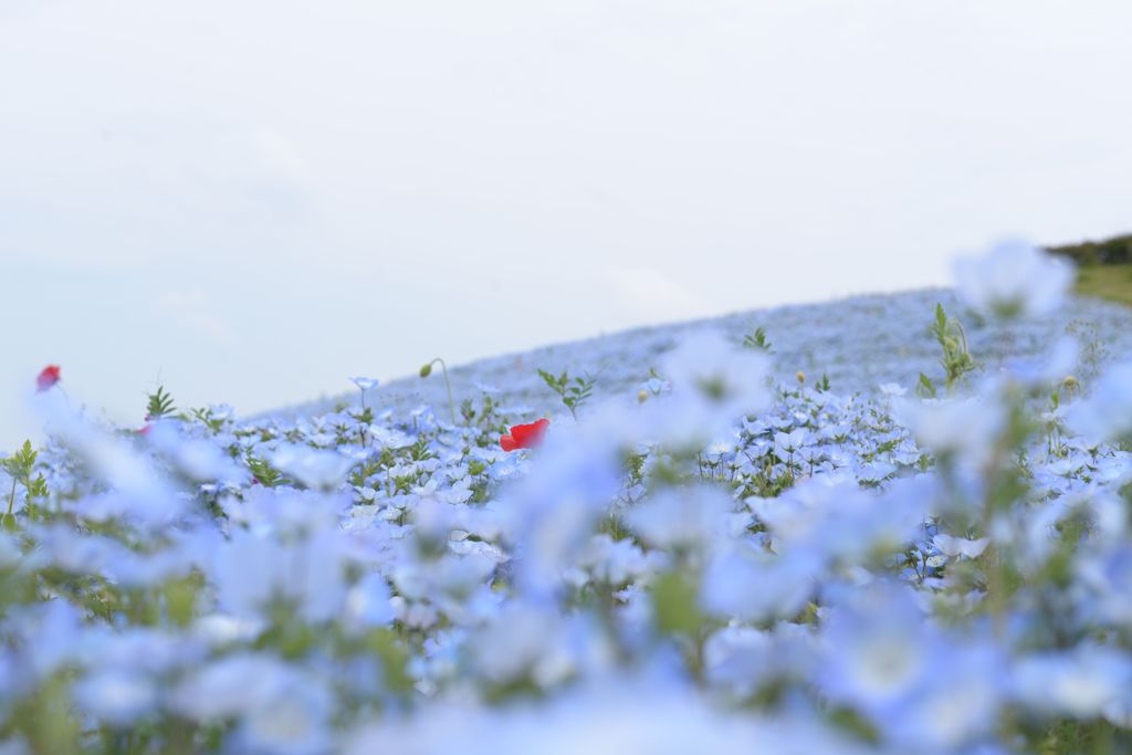 flower hill