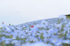 flower hill