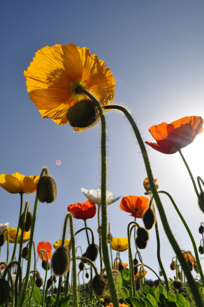 TOWER OF POPPY