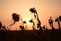 冬の夕陽に焦がされて