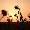 冬の夕陽に焦がされて