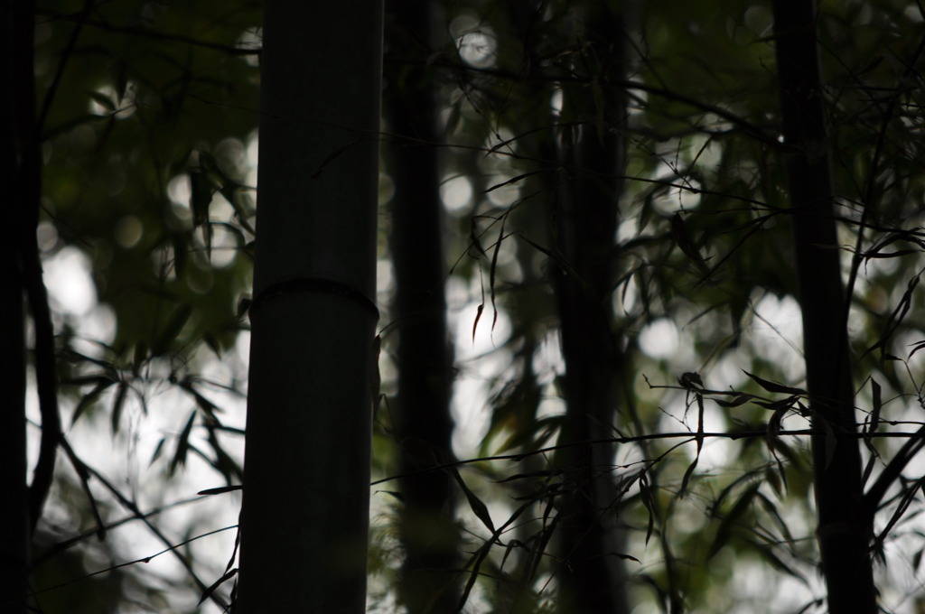 Bamboo grove