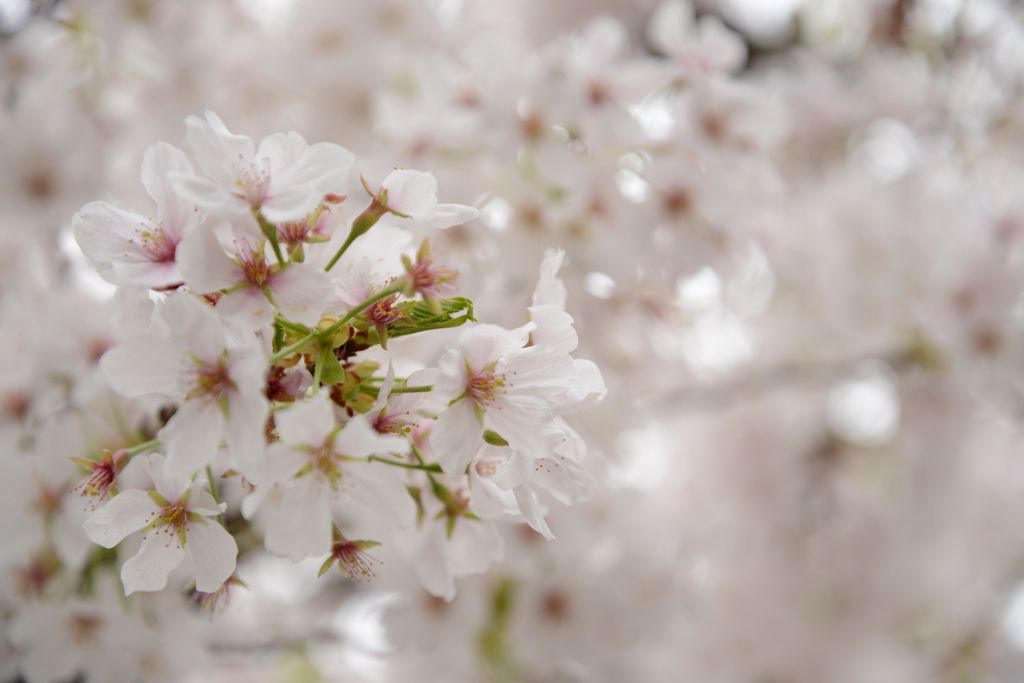 SAKURA 2013