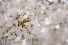 SAKURA 2013