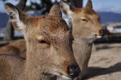 SIKA