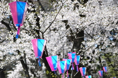 桜並木