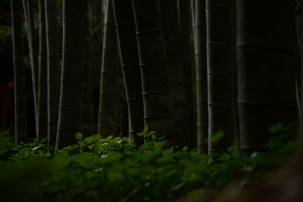 竹林