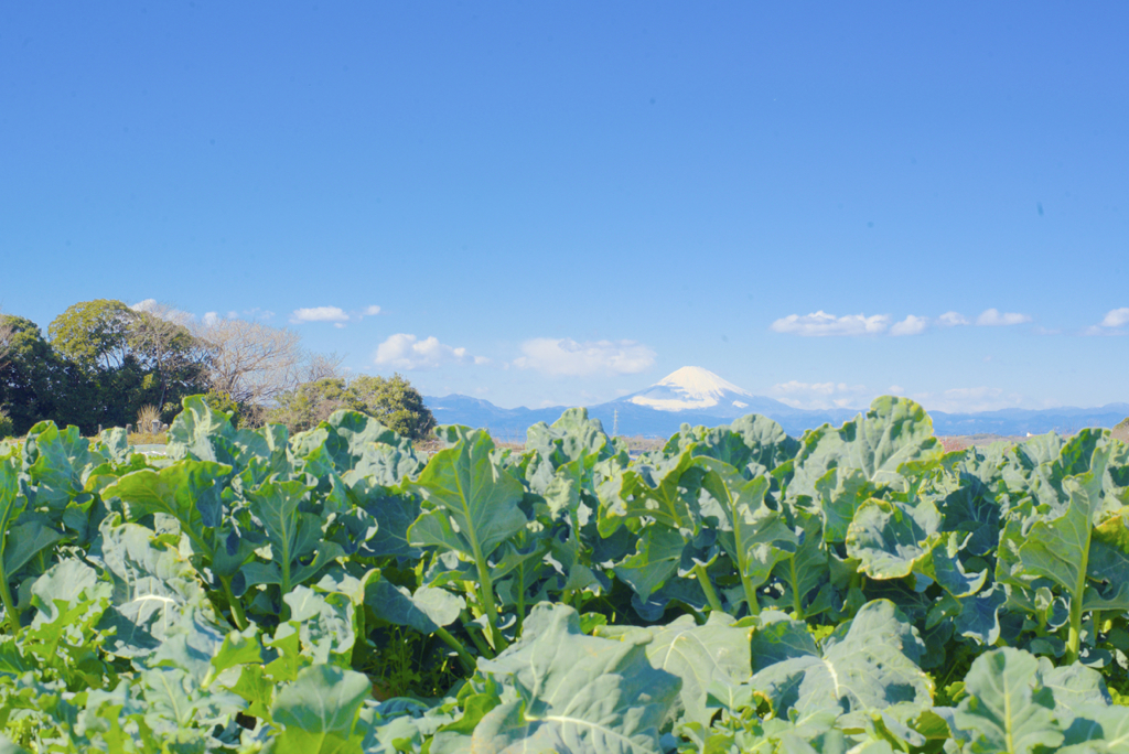 国産野菜