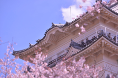 桜化粧の天守閣