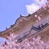 桜化粧の天守閣
