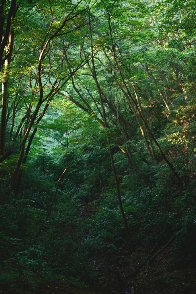 緑深く