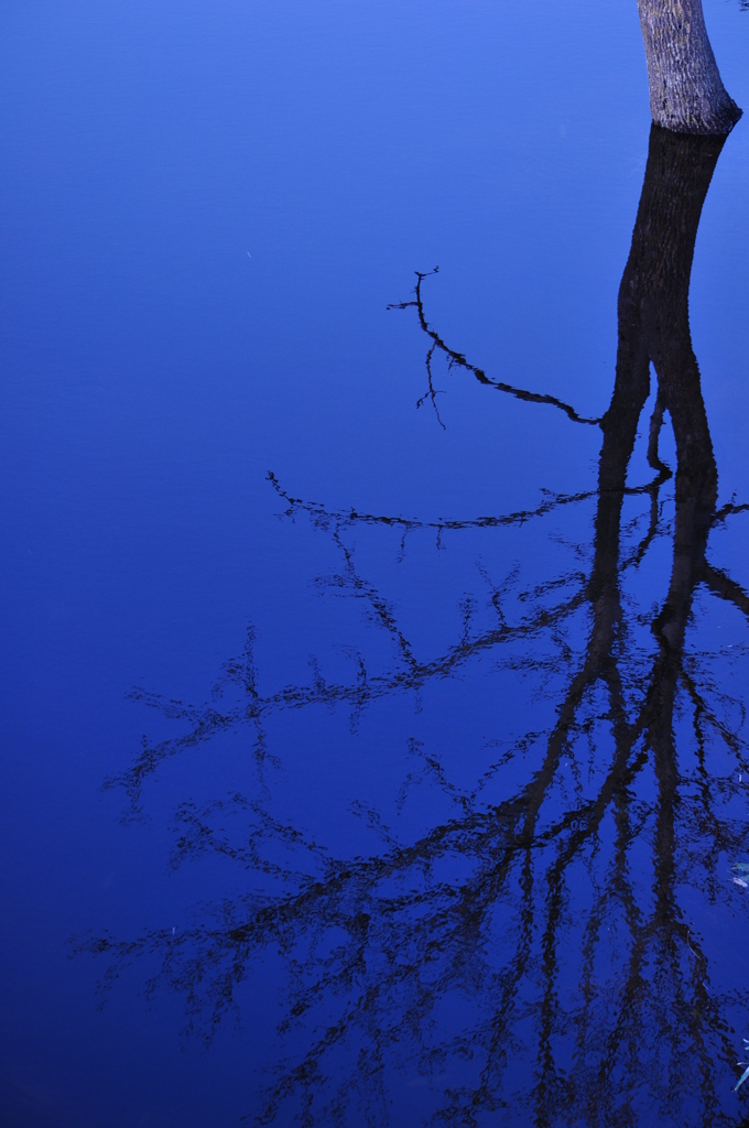 BLUE TREE