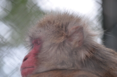 春眠