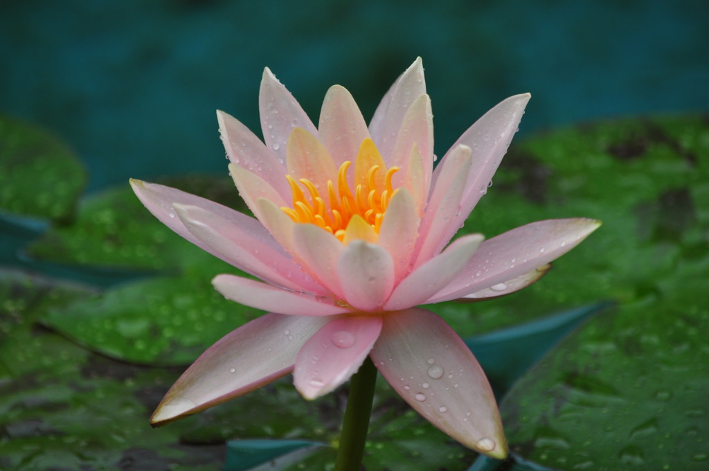 雨の睡蓮