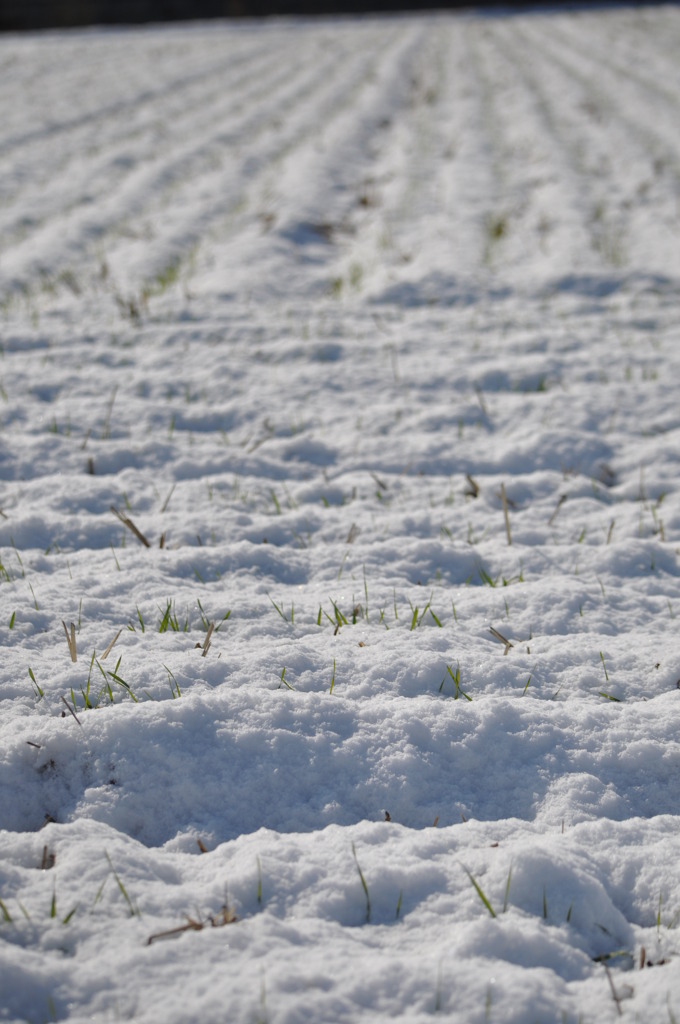 雪正月