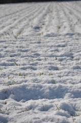 雪正月