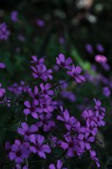 木陰の花