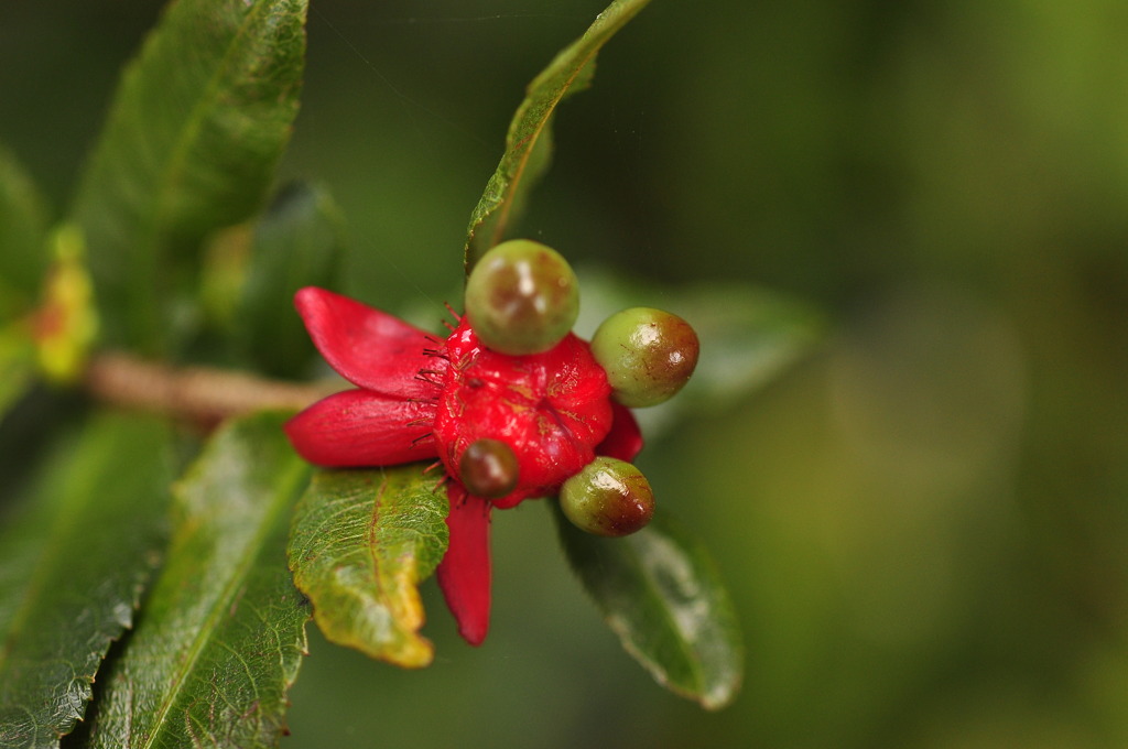 Strange Flower