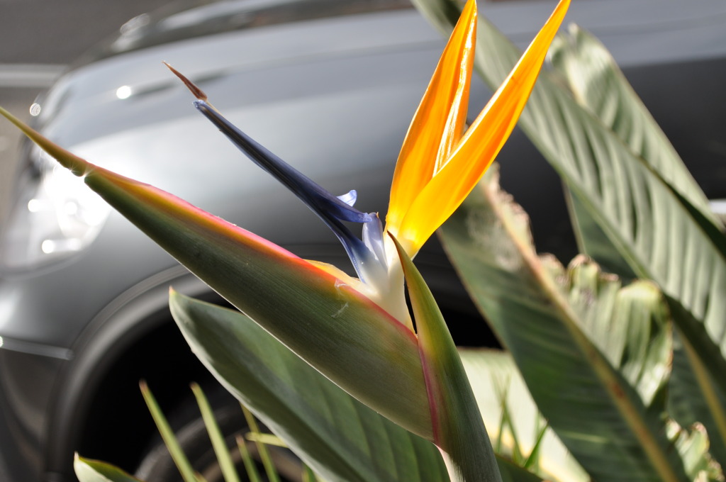 Bird of paradise flower