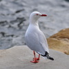 Sea Gull