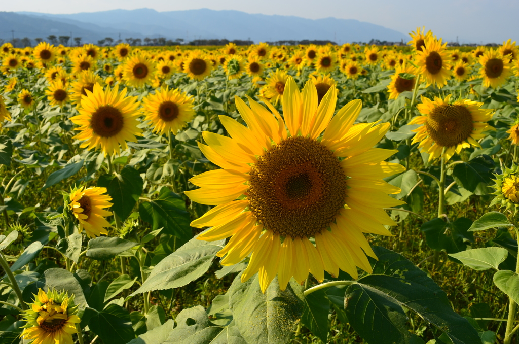 Sunflower