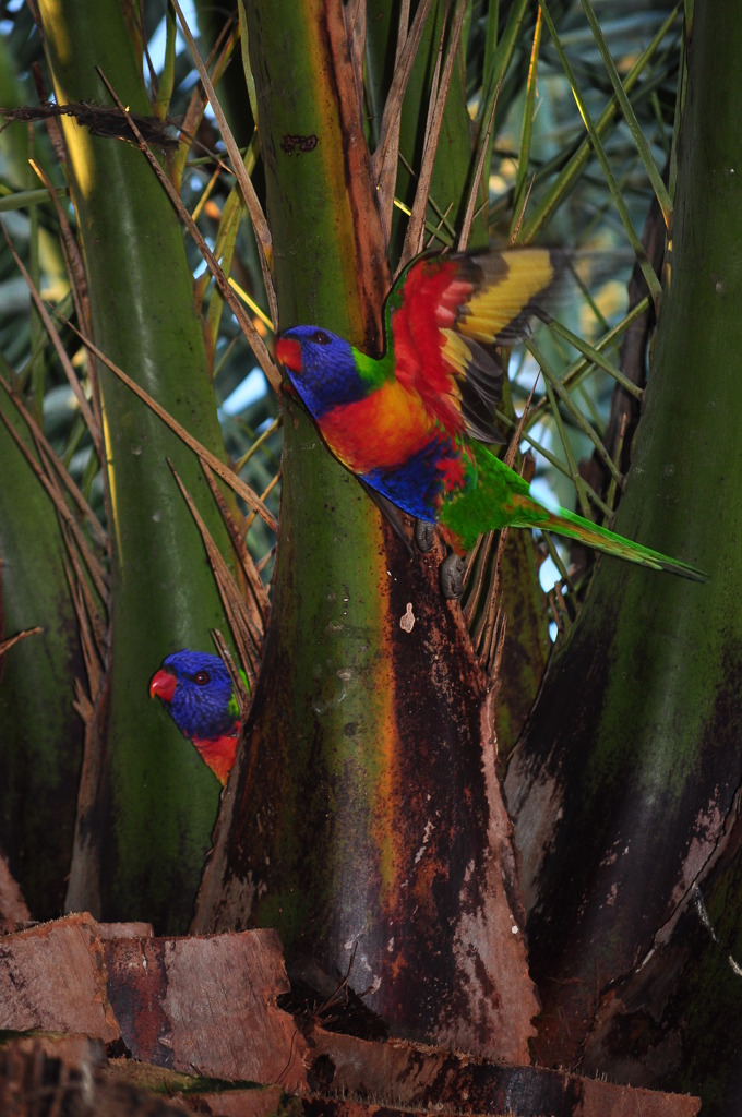 Rainbow Lorikeet