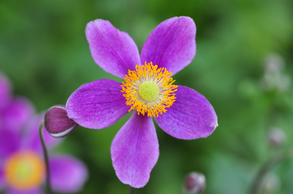 Japanese Anemone